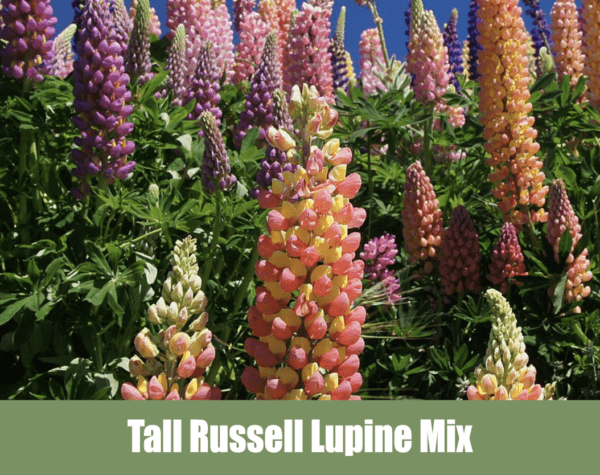 Tall Russell Lupine, Lupinus polyphyllus